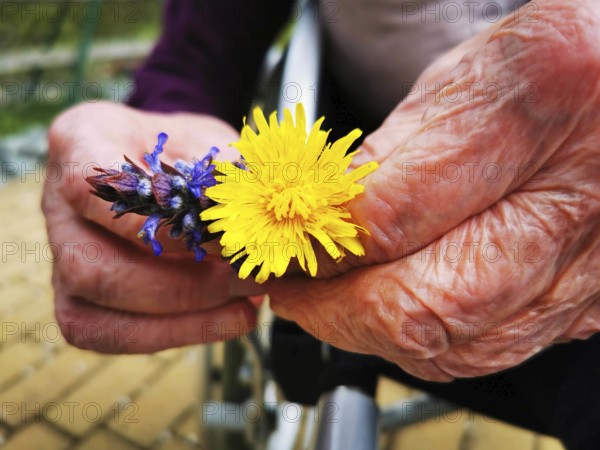 Old hands hold a yellow dandelion and a purple lavender flower, elderly woman is happy to receive flowers in an old people's home, Germany