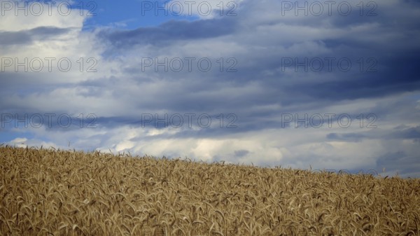 Wheat field under cloudy blue sky, Frankenwald nature park Park, Germany