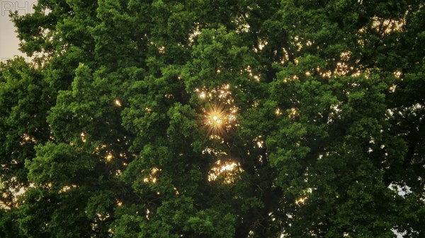Sun rays penetrate thick green leaves of a large tree and create a peaceful, natural atmosphere, Frankenwald nature park Park, Germany