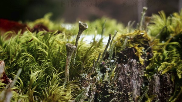 Close-up of various moss species with different textures and shades of green, trumpet lichen (Cladonia fimbriata) in a natural environment, Rennsteig, Franconian Forest nature park Park, Germany