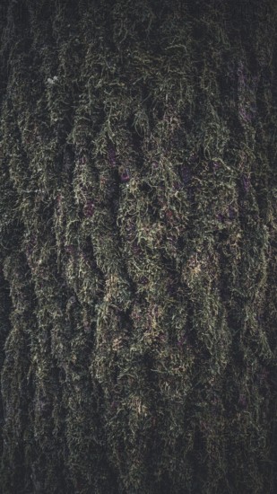 Close-up of tree bark with moss growth and natural texture, Frankenwald nature park Park, Germany
