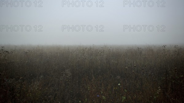 Cloudy meadow conveys a gloomy and melancholy atmosphere, Frankenwald nature park Park, Germany