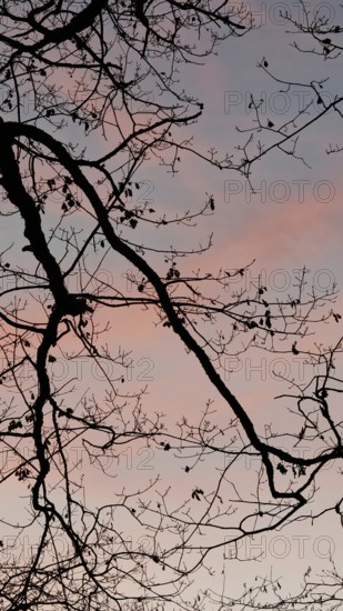 Bare branches against pink and blue sky at sunset, peaceful atmosphere, Frankenwald nature park Park, Germany