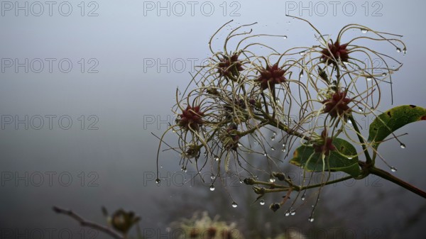 A branch with clematis blossoms and raindrops in a foggy atmosphere, Frankenwald nature park Park, Germany