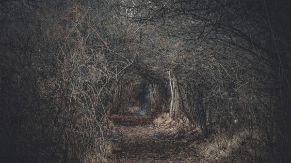 A narrow path leads through a thick, dark forest full of bare branches, atmospheric and mystical, Frankenwald nature park Park, Germany