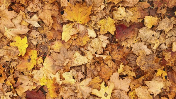 Dried autumn leaves in shades of warm yellow, orange and brown form a pattern, Frankenwald nature park Park, Germany
