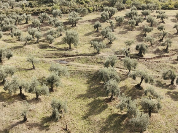 Landscape with olive trees on hilly, green terrain under sunshine, Berat, Albania