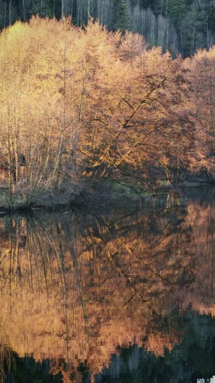Autumn trees are reflected in a quiet lake, surrounded by forest and intense shades of orange, Frankenwald nature park Park, Upper Franconia, Germany