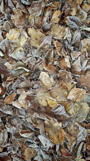 Frozen autumn leaves in various shades of brown, covered with a thin layer of frost, Höllental, Frankenwald nature park Park, Germany