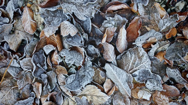 Frozen, frost-covered autumn leaves in natural surroundings, Höllental, Frankenwald nature park Park, Germany