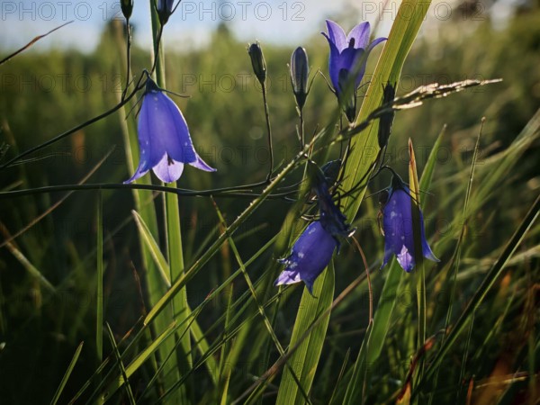 Blooming bluebells on a green meadow in sunlight, Franconian Forest, Germany
