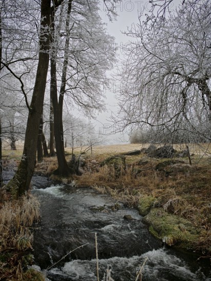 Kleiner Bach flows through a wintery, frosty landscape with snow-covered trees, Rennsteig, Frankenwald nature park Park, Germany