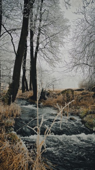 A small river flows through a frosty forest with bare trees, Rennsteig, Frankenwald nature park Park, Germany