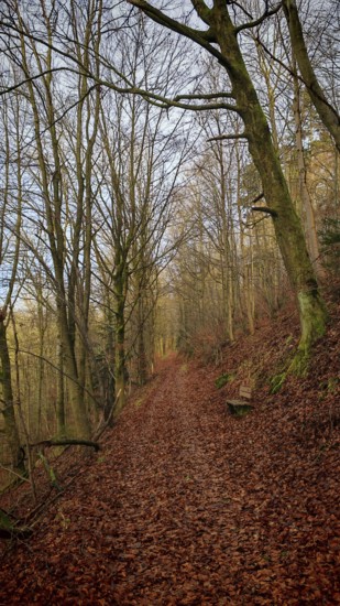 A quiet forest trail in autumn with leaves on the ground and bare trees on the sides, Frankenwald nature park Park, Germany