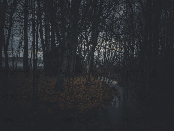 A gloomy forest with a hut and a small stream and leaves on the ground, surrounded by fog, Frankenwald nature park Park, Germany