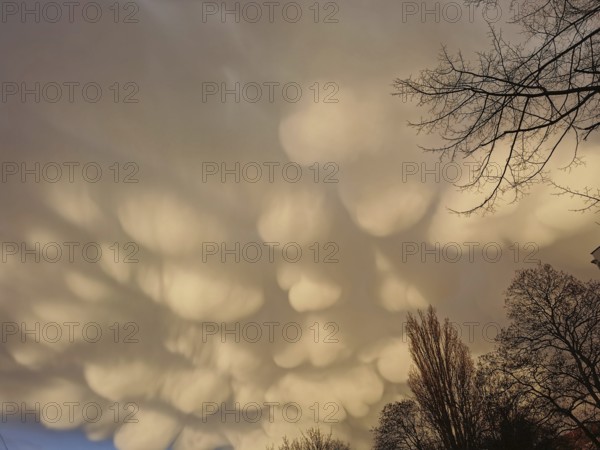 Spectacular mammatus clouds in the evening sky over tree silhouettes, Pankow, Berlin, Germany