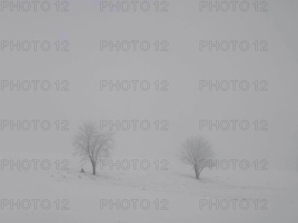 Two bare trees stand alone in a foggy and snowy landscape, Rennsteig, Frankenwald nature park Park, Upper Franconia, Germany