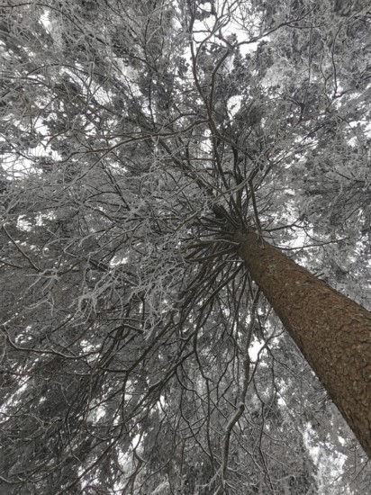 Snow-covered tree with frosty branches, seen from below, cold and calm winter atmosphere, Fichtelgebirge, Germany