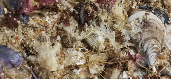 Close-up of seabed with shells, sand and natural textures in various colors and shapes, Southwest Alentejo nature park Park, Vicentina Coast, Portugal