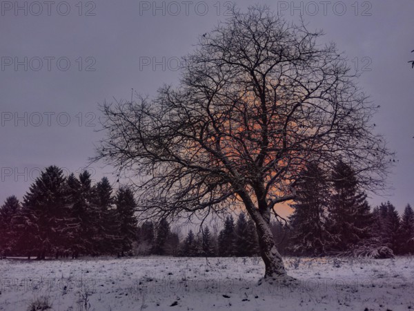 A single tree stands in a snowy landscape in front of a forest at sunset, Rennsteig, Thuringian Forest, Germany