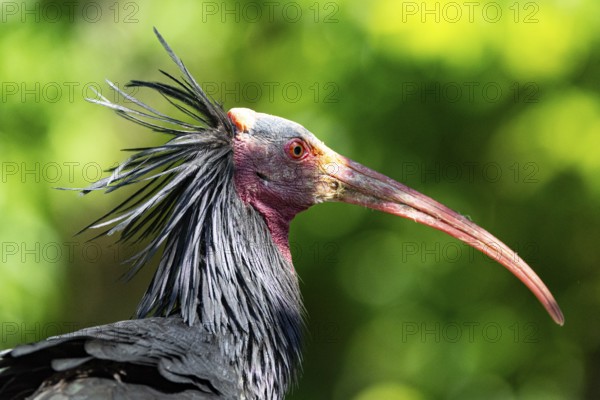 Northern Bald Ibis (Geronticus eremita) Captive Germany