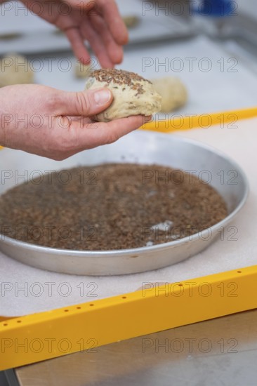 Dough is sprinkled with seeds in a round mold, hands to make, bake rolls, Haselstaller Hof, Gechingen, Germany