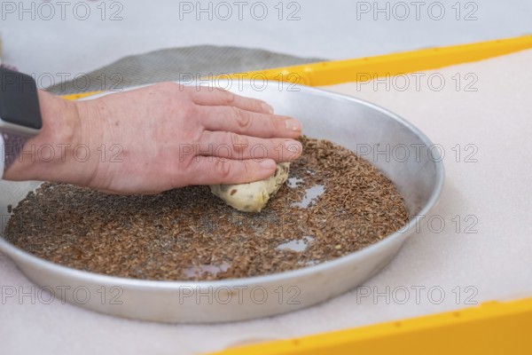 Hands press dough into a round dish with seeds for baking, bake rolls, Haselstaller Hof, Gechingen, Germany