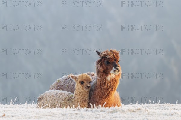 Alpaca (Vicugna pacos), mother and her young, brown animal, white animal, adult animal, female animal, resting, side by side, frost-covered meadow, hilly terrain, forest, fog, winter, snow, minus 15 °C, farm animal, Slovakia