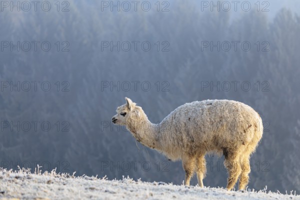 Alpaca (Vicugna pacos), white animal, adult animal, female animal, standing, frost-covered meadow, hilly terrain, forest, fog, winter, snow, minus 15 °C, farm animal, Slovakia