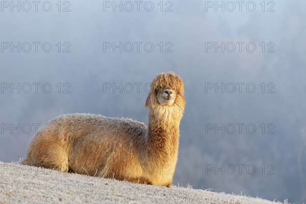 Alpaca (Vicugna pacos), white animal, adult animal, female animal, resting, frost-covered meadow, hilly terrain, forest, fog, winter, snow, minus 15 °C, farm animal, Slovakia