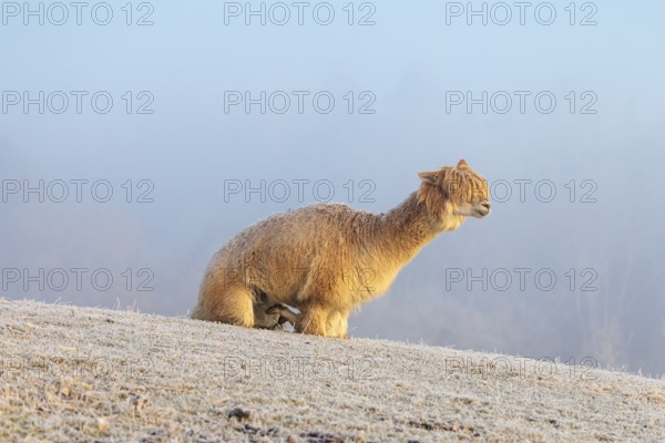 Alpaca (Vicugna pacos), white animal, adult animal, female animal, laying down, frost-covered meadow, hilly terrain, forest, fog, winter, snow, minus 15 °C, farm animal, Slovakia