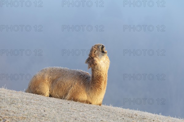 Alpaca (Vicugna pacos), yawning, white animal, adult animal, female animal, resting, frost-covered meadow, hilly terrain, forest, fog, winter, snow, minus 15 °C, farm animal, Slovakia