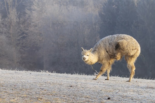 Alpaca (Vicugna pacos), white animal, adult animal, female animal, standing, scratching with hind leg, frost-covered meadow, hilly terrain, forest, fog, winter, snow, minus 15 °C, farm animal, Slovakia