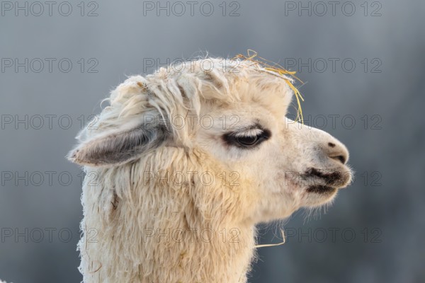 Alpaca (Vicugna pacos), side portrait, white animal, adult animal, female animal, winter, minus 15 °C, farm animal, Slovakia