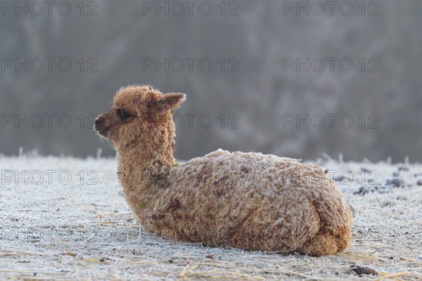 Alpaca (Vicugna pacos), brown, Young animal, lying, resting, frost-covered meadow, hilly terrain, winter, snow, minus 15 °C, farm animal, Slovakia