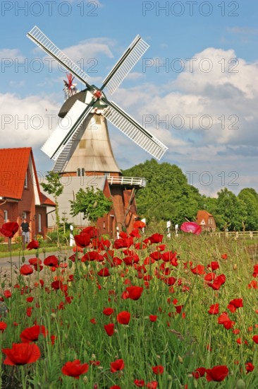 Poppy meadow, East Frisian windmill, historic mill, gallery Dutch, Hauptwieke, Warsingsfehn, Moormerland, East Frisia, Germany
