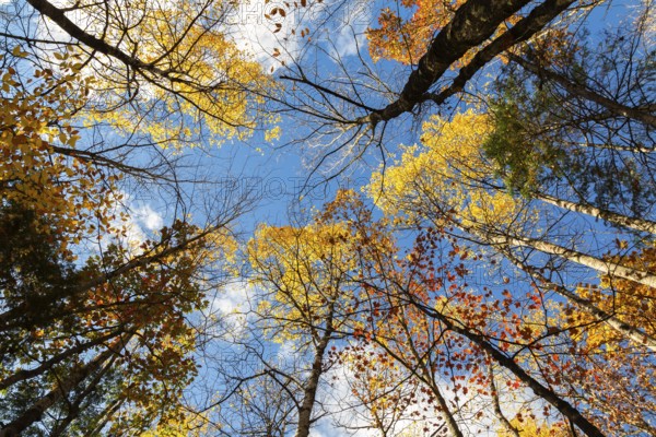 Low angle view of tall backlit semi silhouetted converging Betula - Birch and Acer - Maple trees in forest in autumn, Quebec, Canada