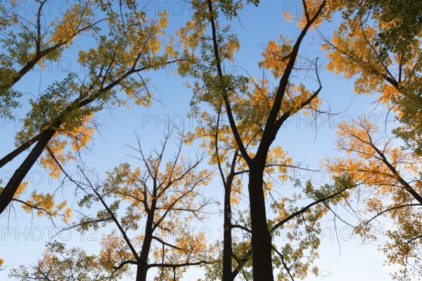 Low angle view of tall backlit silhouetted Populus deltoides - Eastern Cottonwood trees with green, orange yellow leaves in autumn, Ile des Moulins, Old Terrebonne, Quebec, Canada