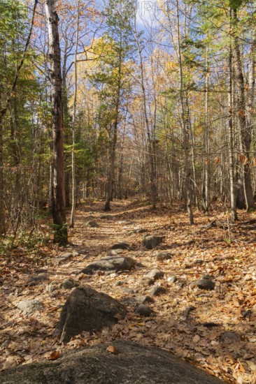 Hiking trail covered with rocks and fallen leaves through forest of mixed deciduous and evergreen trees bathed in dabbled sunlight in autumn, Quebec, Canada