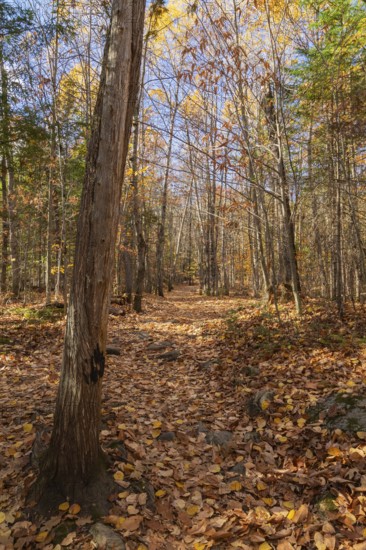 Hiking trail covered with fallen leaves through forest of mixed Betula - Birch and Acer - Maple trees in autumn, Quebec, Canada