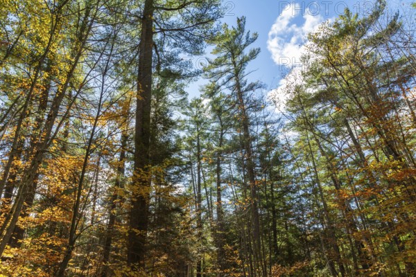 Forest of semi silhouetted Acer - Maple and Pinus - Pine trees in autumn, Quebec, Canada