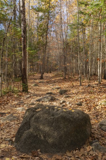 Large rock blocking hiking trail covered with fallen leaves through forest of mixed deciduous and evergreen trees bathed in dabbled sunlight in autumn, Quebec, Canada