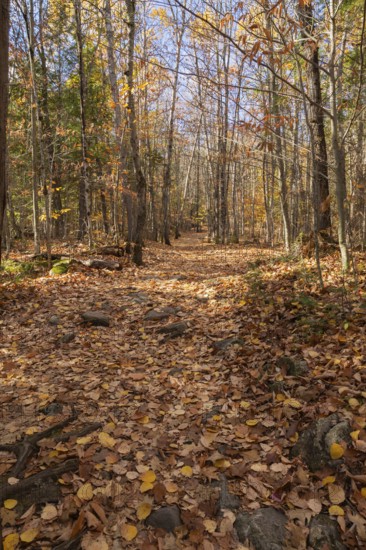 Hiking trail covered with fallen leaves and rocks through forest of mixed Betula - Birch and Acer - Maple trees in autumn, Quebec, Canada