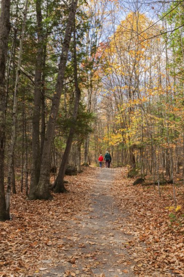 Group of three hikers walking on compacted dirt hiking trail through forest of mixed evergreen and deciduous trees in autumn, Quebec, Canada
