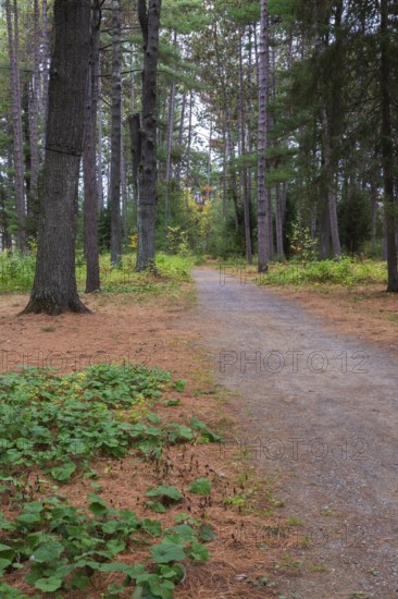 Petasites fragrans - Winter Heliotrope next to gravel path through forest of mixed deciduous and coniferous trees in autumn, Quebec, Canada