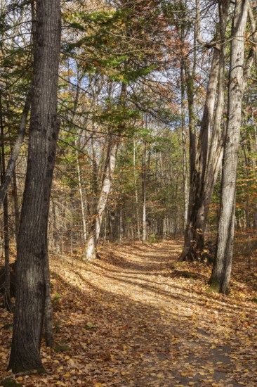 Compacted dirt walking path through forest of mixed deciduous and coniferous trees bathed in dabbled sunlight in autumn, Quebec, Canada