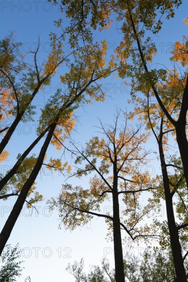 Low angle view of tall backlit silhouetted Populus deltoides - Eastern Cottonwood trees with green, orange yellow leaves in autumn, Ile des Moulins, Old Terrebonne, Quebec, Canada