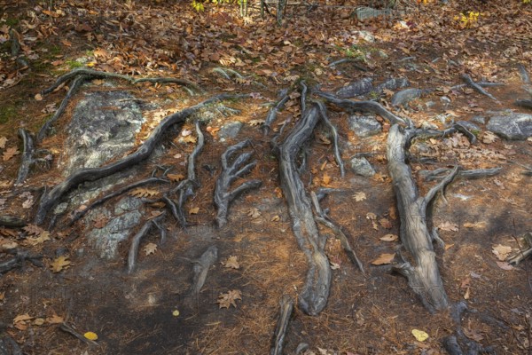 Close-up of exposed Pinus resinosa - Red Pine tree roots system and rocks plus fallen pine needles and deciduous tree leaves in autumn, Quebec, Canada