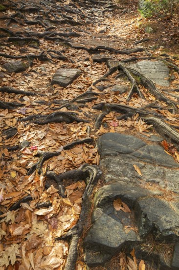 Close-up of exposed Pinus resinosa - Red Pine tree roots system and rocks plus fallen pine needles and deciduous tree leaves in autumn, Quebec, Canada