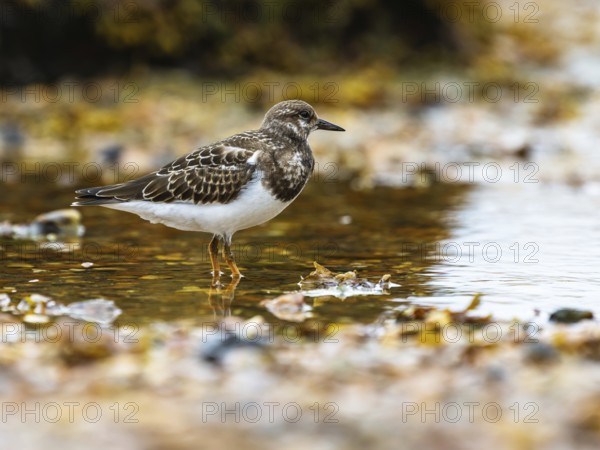 Ruddy Turnstone, Arenaria interpres